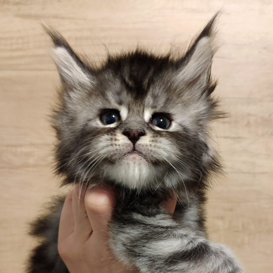 Maine Coon kitten Umka StarPaws, color ns 22, litter U, 11.11.2021