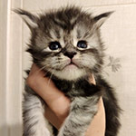 Maine Coon kitten Umka StarPaws, color ns 22, litter U, 11.11.2021