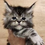 Maine Coon kitten Umka StarPaws, color ns 22, litter U, 11.11.2021