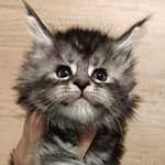 Maine Coon kitten Umka StarPaws, color ns 22, litter U, 11.11.2021