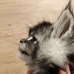 Maine Coon kitten Umka StarPaws, color ns 22, litter U, 11.11.2021