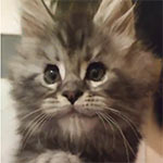 Maine coon kitten Umka video 1