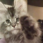 Maine coon kitten Umka video 2