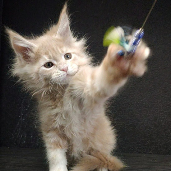 Maine Coon kitten Vanda StarPaws, color e 22, litter V, 18.12.2021