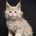 Maine Coon kitten Vanda StarPaws, color e 22, litter V, 18.12.2021