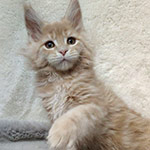 Maine Coon kitten Vanda StarPaws, color e 22, litter V, 18.12.2021