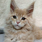 Maine Coon kitten Vanda StarPaws, color e 22, litter V, 18.12.2021