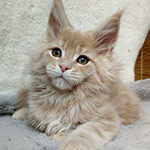 Maine Coon kitten Vanda StarPaws, color e 22, litter V, 18.12.2021