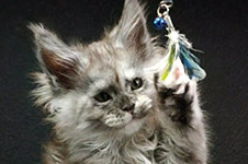 Maine Coon kitten Vanga StarPaws, color fs, litter V, 18.12.2021