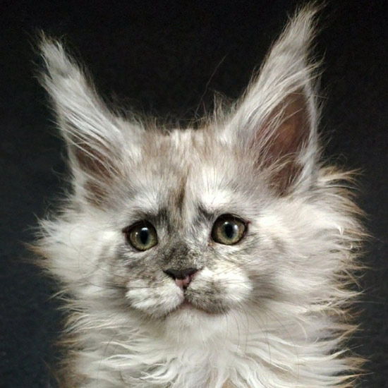 Maine Coon kitten Vanga StarPaws, color fs, litter V, 18.12.2021