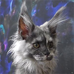 Maine Coon kitten Vanga video 1