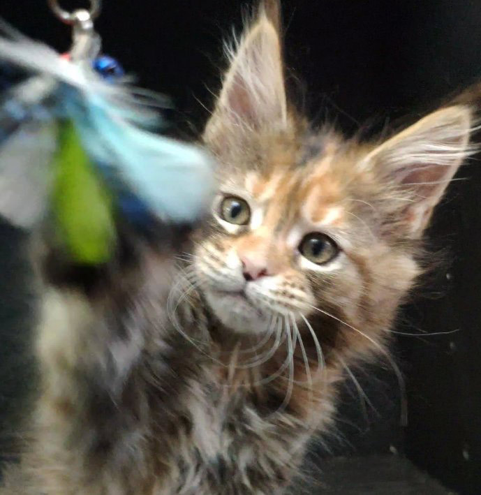 Maine Coon kitten Vasilinka StarPaws, color fs 22, litter V, 18.12.2021
