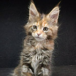 Maine Coon kitten Vasilinka StarPaws, color fs 22, litter V, 18.12.2021