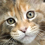 Maine Coon kitten Vasilinka StarPaws, color fs 22, litter V, 18.12.2021