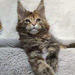 Maine Coon kitten Vasilinka StarPaws, color fs 22, litter V, 18.12.2021