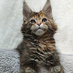 Maine Coon kitten Vasilinka StarPaws, color fs 22, litter V, 18.12.2021