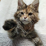 Maine Coon kitten Vasilinka StarPaws, color fs 22, litter V, 18.12.2021