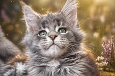 Maine Coon kitten Volar StarPaws, color as 22, litter V, 18.12.2021