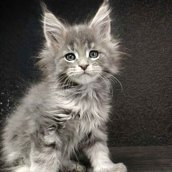 Maine Coon kitten Volar StarPaws, color as 22, litter V, 18.12.2021