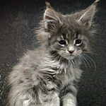 Maine Coon kitten Volar StarPaws, color as 22, litter V, 18.12.2021