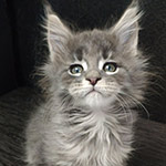 Maine Coon kitten Volar StarPaws, color as 22, litter V, 18.12.2021