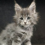 Maine Coon kitten Volar StarPaws, color as 22, litter V, 18.12.2021