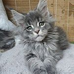 Maine Coon kitten Volar StarPaws, color as 22, litter V, 18.12.2021