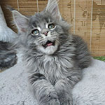 Maine Coon kitten Volar StarPaws, color as 22, litter V, 18.12.2021