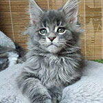 Maine Coon kitten Volar StarPaws, color as 22, litter V, 18.12.2021