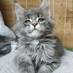 Maine Coon kitten Volar StarPaws, color as 22, litter V, 18.12.2021