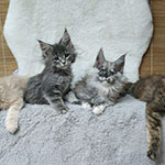 Maine Coon kittens StarPaws, litter V, 18.12.2021