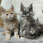 Maine Coon kittens StarPaws, litter V, 18.12.2021