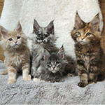 Maine Coon kittens StarPaws, litter V, 18.12.2021