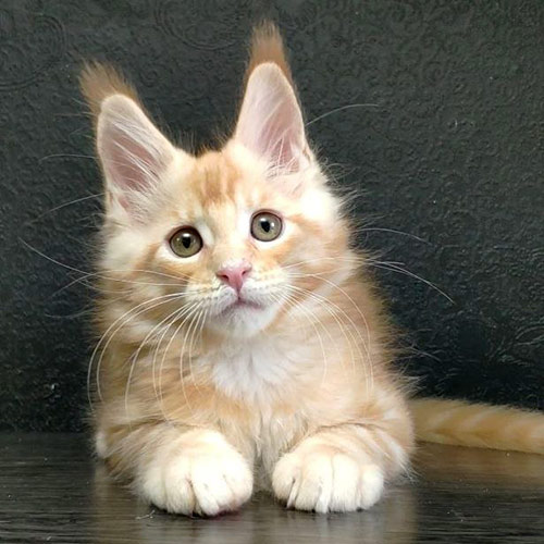 Maine Coon kitten Walker StarPaws, color ds 22, litter W, 09.03.2022