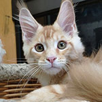 Maine Coon kitten Walker StarPaws, color ds 22, litter W, 09.03.2022