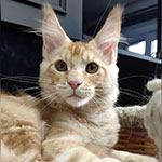 Maine Coon kitten Walker StarPaws, color ds 22, litter W, 09.03.2022