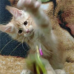 Maine coon kitten Walker video 1