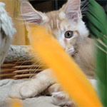 Maine coon kitten Walker video 2
