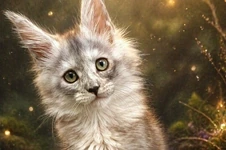 Maine Coon kitten Wanda StarPaws, color fs, litter W, 09.03.2022