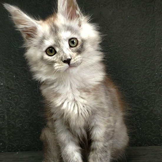 Maine Coon kitten Wanda StarPaws, color fs, litter W, 09.03.2022
