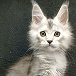 Maine Coon kitten Wanda StarPaws, color fs, litter W, 09.03.2022