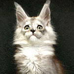 Maine Coon kitten Wanda StarPaws, color fs, litter W, 09.03.2022