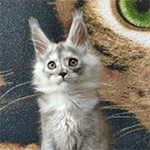 Maine coon kitten Wanda video 1