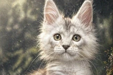 Maine Coon kitten Weronika StarPaws, color fs, litter W, 09.03.2022