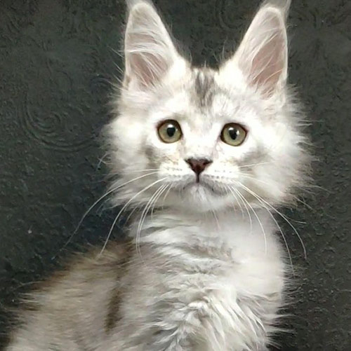 Maine Coon kitten Weronika StarPaws, color fs, litter W, 09.03.2022