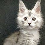 Maine Coon kitten Weronika StarPaws, color fs, litter W, 09.03.2022