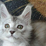 Maine coon kitten Weronika video 1