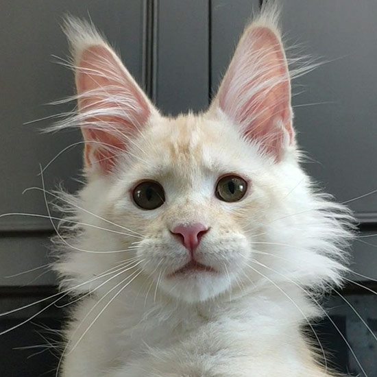 Maine Coon kitten Winter StarPaws, color ds 25, litter W, 09.03.2022