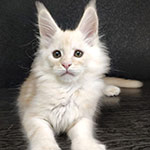 Maine Coon kitten Winter StarPaws, color ds 25, litter W, 09.03.2022