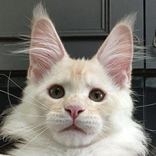 Maine Coon kitten Winter StarPaws, color ds 25, litter W, 09.03.2022